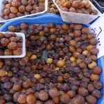 زراعه کربلاء